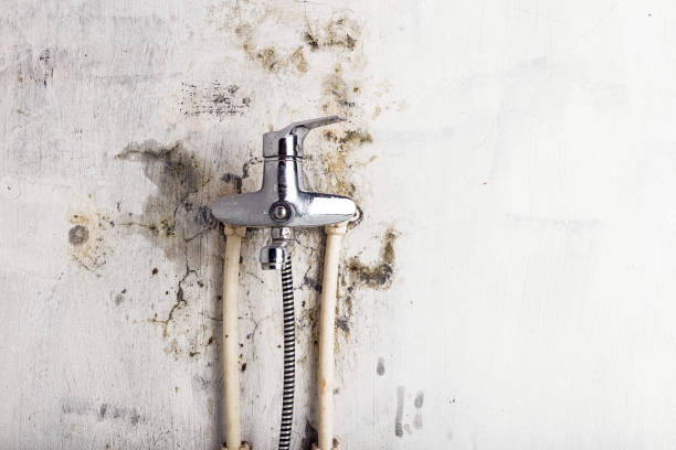 Best Basement Mold Remediation in Burt, MI