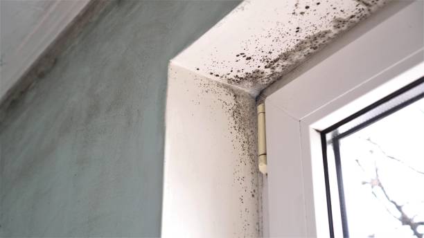 Best Emergency Mold Remediation in Burt, MI
