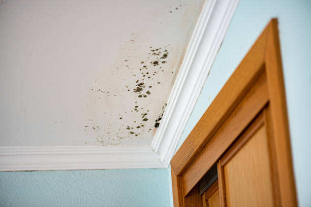 Best Attic Mold Remediation in Burt, MI