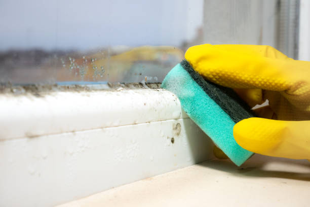 Best Localized Mold Remediation (e.g., coastal areas, humid climates) in Burt, MI