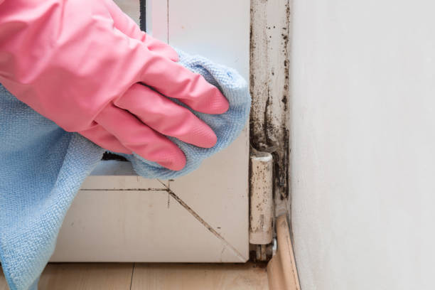 Best Post-Remediation Services in Burt, MI