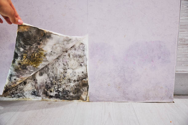 Best Preventive Mold Services in Burt, MI